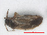  ( - RMNH.INS.552917)  @12 [ ] CreativeCommons - Attribution Non-Commercial Share-Alike (2013) Unspecified Naturalis Biodiversity Center