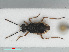  (Chartoscirta elegantula - RMNH.INS.554170)  @11 [ ] CreativeCommons - Attribution Non-Commercial Share-Alike (2013) Unspecified Naturalis Biodiversity Center