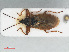  ( - RMNH.INS.554171)  @14 [ ] CreativeCommons - Attribution Non-Commercial Share-Alike (2013) Unspecified Naturalis Biodiversity Center