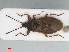  ( - RMNH.INS.554173)  @14 [ ] CreativeCommons - Attribution Non-Commercial Share-Alike (2013) Unspecified Naturalis Biodiversity Center