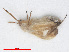  (Orthotylus ericetorum - RMNH.INS.554270)  @12 [ ] CreativeCommons - Attribution Non-Commercial Share-Alike (2013) Unspecified Naturalis Biodiversity Center