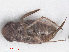  ( - RMNH.INS.555570)  @12 [ ] CreativeCommons - Attribution Non-Commercial Share-Alike (2013) Unspecified Naturalis Biodiversity Center