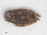  ( - RMNH.INS.555584)  @12 [ ] CreativeCommons - Attribution Non-Commercial Share-Alike (2013) Unspecified Naturalis Biodiversity Center