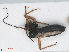  ( - RMNH.INS.558173)  @12 [ ] CreativeCommons - Attribution Non-Commercial Share-Alike (2013) Unspecified Naturalis Biodiversity Center