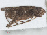  ( - RMNH.INS.558181)  @12 [ ] CreativeCommons - Attribution Non-Commercial Share-Alike (2013) Unspecified Naturalis Biodiversity Center