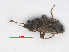 (Nysius huttoni - RMNH.INS.558596)  @12 [ ] CreativeCommons - Attribution Non-Commercial Share-Alike (2013) Unspecified Naturalis Biodiversity Center