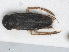  (Sigara nigrolineata - RMNH.INS.558626)  @13 [ ] CreativeCommons - Attribution Non-Commercial Share-Alike (2013) Unspecified Naturalis Biodiversity Center