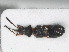  ( - RMNH.INS.558639)  @11 [ ] CreativeCommons - Attribution Non-Commercial Share-Alike (2013) Unspecified Naturalis Biodiversity Center