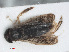  (Sigara limitata - RMNH.INS.558648)  @12 [ ] CreativeCommons - Attribution Non-Commercial Share-Alike (2013) Unspecified Naturalis Biodiversity Center