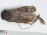  ( - RMNH.INS.558649)  @12 [ ] CreativeCommons - Attribution Non-Commercial Share-Alike (2013) Unspecified Naturalis Biodiversity Center
