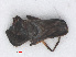  ( - RMNH.INS.558667)  @12 [ ] CreativeCommons - Attribution Non-Commercial Share-Alike (2013) Unspecified Naturalis Biodiversity Center