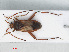  ( - RMNH.INS.558689)  @12 [ ] CreativeCommons - Attribution Non-Commercial Share-Alike (2013) Unspecified Naturalis Biodiversity Center