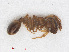  ( - RMNH.INS.541080)  @12 [ ] CreativeCommons - Attribution Non-Commercial Share-Alike (2013) Unspecified Naturalis Biodiversity Center