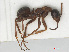  ( - RMNH.INS.541133)  @12 [ ] CreativeCommons - Attribution Non-Commercial Share-Alike (2013) Unspecified Naturalis Biodiversity Center