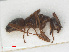  ( - RMNH.INS.541139)  @11 [ ] CreativeCommons - Attribution Non-Commercial Share-Alike (2013) Unspecified Naturalis Biodiversity Center