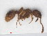  ( - RMNH.INS.541149)  @13 [ ] CreativeCommons - Attribution Non-Commercial Share-Alike (2013) Unspecified Naturalis Biodiversity Center