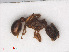  ( - RMNH.INS.541154)  @13 [ ] CreativeCommons - Attribution Non-Commercial Share-Alike (2013) Unspecified Naturalis Biodiversity Center