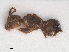  ( - RMNH.INS.541159)  @12 [ ] CreativeCommons - Attribution Non-Commercial Share-Alike (2013) Unspecified Naturalis Biodiversity Center