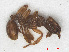  ( - RMNH.INS.546435)  @13 [ ] CreativeCommons - Attribution Non-Commercial Share-Alike (2013) Unspecified Naturalis Biodiversity Center