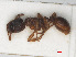  ( - RMNH.INS.546451)  @13 [ ] CreativeCommons - Attribution Non-Commercial Share-Alike (2013) Unspecified Naturalis Biodiversity Center
