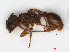  ( - RMNH.INS.546453)  @13 [ ] CreativeCommons - Attribution Non-Commercial Share-Alike (2013) Unspecified Naturalis Biodiversity Center