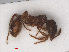  ( - RMNH.INS.546461)  @12 [ ] CreativeCommons - Attribution Non-Commercial Share-Alike (2013) Unspecified Naturalis Biodiversity Center