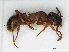  ( - RMNH.INS.546462)  @13 [ ] CreativeCommons - Attribution Non-Commercial Share-Alike (2013) Unspecified Naturalis Biodiversity Center