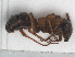  ( - RMNH.INS.546492)  @12 [ ] CreativeCommons - Attribution Non-Commercial Share-Alike (2013) Unspecified Naturalis Biodiversity Center