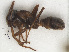  ( - RMNH.INS.546507)  @12 [ ] CreativeCommons - Attribution Non-Commercial Share-Alike (2013) Unspecified Naturalis Biodiversity Center