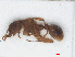  ( - RMNH.INS.549339)  @13 [ ] CreativeCommons - Attribution Non-Commercial Share-Alike (2013) Unspecified Naturalis Biodiversity Center