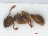  ( - RMNH.INS.549340)  @13 [ ] CreativeCommons - Attribution Non-Commercial Share-Alike (2013) Unspecified Naturalis Biodiversity Center