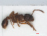  ( - RMNH.INS.549362)  @13 [ ] CreativeCommons - Attribution Non-Commercial Share-Alike (2013) Unspecified Naturalis Biodiversity Center
