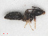  ( - RMNH.INS.549372)  @13 [ ] CreativeCommons - Attribution Non-Commercial Share-Alike (2013) Unspecified Naturalis Biodiversity Center
