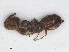  ( - RMNH.INS.549378)  @11 [ ] CreativeCommons - Attribution Non-Commercial Share-Alike (2013) Unspecified Naturalis Biodiversity Center