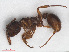  ( - RMNH.INS.549388)  @13 [ ] CreativeCommons - Attribution Non-Commercial Share-Alike (2013) Unspecified Naturalis Biodiversity Center