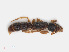  ( - RMNH.INS.549413)  @11 [ ] CreativeCommons - Attribution Non-Commercial Share-Alike (2013) Unspecified Naturalis Biodiversity Center