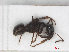  ( - RMNH.INS.549424)  @13 [ ] CreativeCommons - Attribution Non-Commercial Share-Alike (2013) Unspecified Naturalis Biodiversity Center