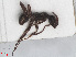  ( - RMNH.INS.549425)  @12 [ ] CreativeCommons - Attribution Non-Commercial Share-Alike (2013) Unspecified Naturalis Biodiversity Center