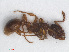  ( - RMNH.INS.549436)  @12 [ ] CreativeCommons - Attribution Non-Commercial Share-Alike (2013) Unspecified Naturalis Biodiversity Center