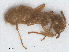  ( - RMNH.INS.549460)  @14 [ ] CreativeCommons - Attribution Non-Commercial Share-Alike (2013) Unspecified Naturalis Biodiversity Center