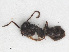  ( - RMNH.INS.549461)  @12 [ ] CreativeCommons - Attribution Non-Commercial Share-Alike (2013) Unspecified Naturalis Biodiversity Center