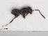  ( - RMNH.INS.549463)  @12 [ ] CreativeCommons - Attribution Non-Commercial Share-Alike (2013) Unspecified Naturalis Biodiversity Center