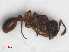  ( - RMNH.INS.549470)  @13 [ ] CreativeCommons - Attribution Non-Commercial Share-Alike (2013) Unspecified Naturalis Biodiversity Center