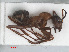  ( - RMNH.INS.549487)  @12 [ ] CreativeCommons - Attribution Non-Commercial Share-Alike (2013) Unspecified Naturalis Biodiversity Center