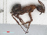  ( - RMNH.INS.549488)  @12 [ ] CreativeCommons - Attribution Non-Commercial Share-Alike (2013) Unspecified Naturalis Biodiversity Center