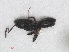  ( - RMNH.INS.549712)  @12 [ ] CreativeCommons - Attribution Non-Commercial Share-Alike (2013) Unspecified Naturalis Biodiversity Center