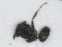  ( - RMNH.INS.549713)  @12 [ ] CreativeCommons - Attribution Non-Commercial Share-Alike (2013) Unspecified Naturalis Biodiversity Center
