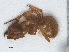  ( - RMNH.INS.549738)  @11 [ ] CreativeCommons - Attribution Non-Commercial Share-Alike (2013) Unspecified Naturalis Biodiversity Center