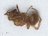  ( - RMNH.INS.549739)  @11 [ ] CreativeCommons - Attribution Non-Commercial Share-Alike (2013) Unspecified Naturalis Biodiversity Center