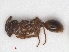  ( - RMNH.INS.549744)  @13 [ ] CreativeCommons - Attribution Non-Commercial Share-Alike (2013) Unspecified Naturalis Biodiversity Center